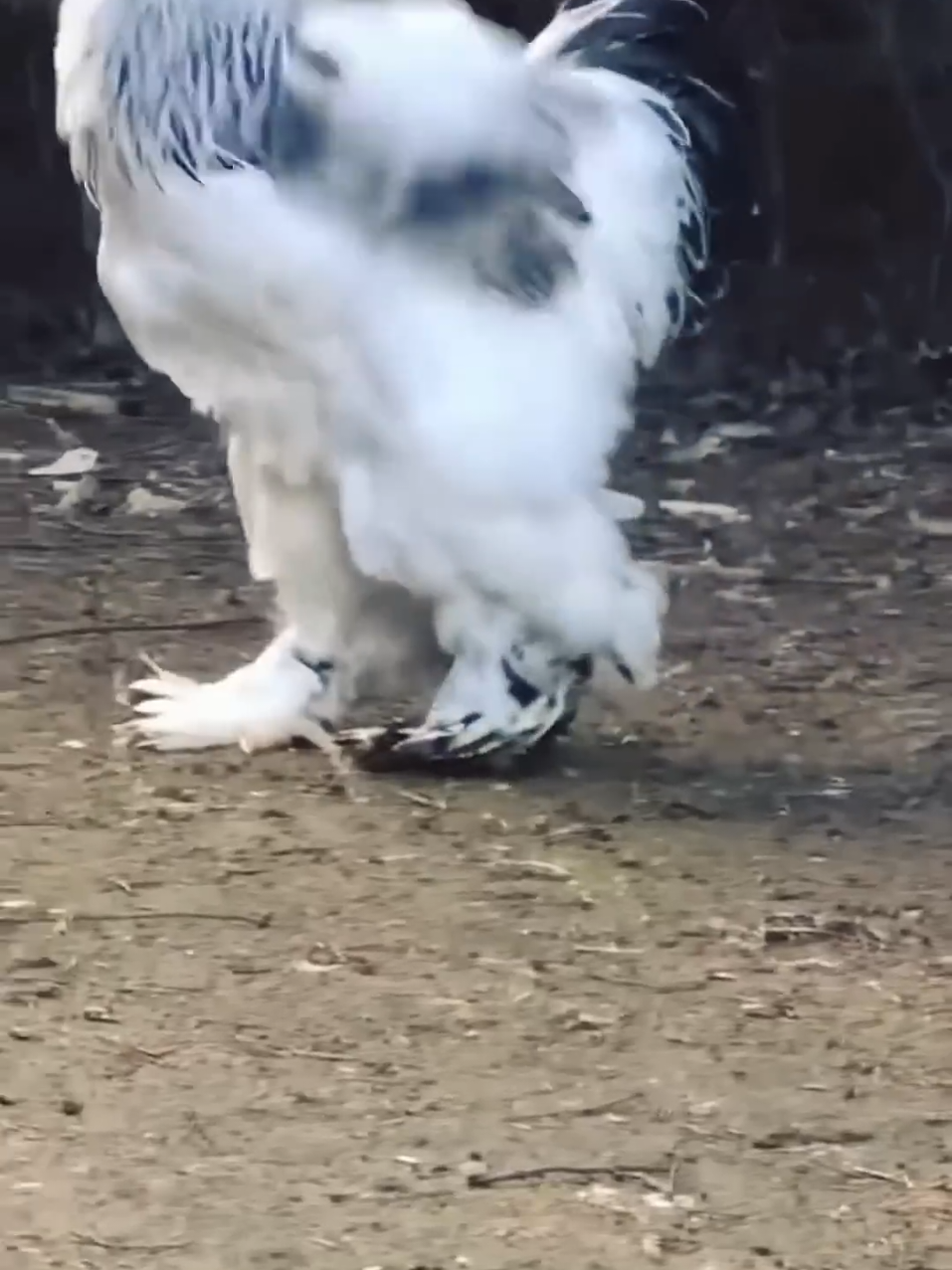the big hen in wold #foryou #fyp #viral #trending #facts #information #education #foryoupage 