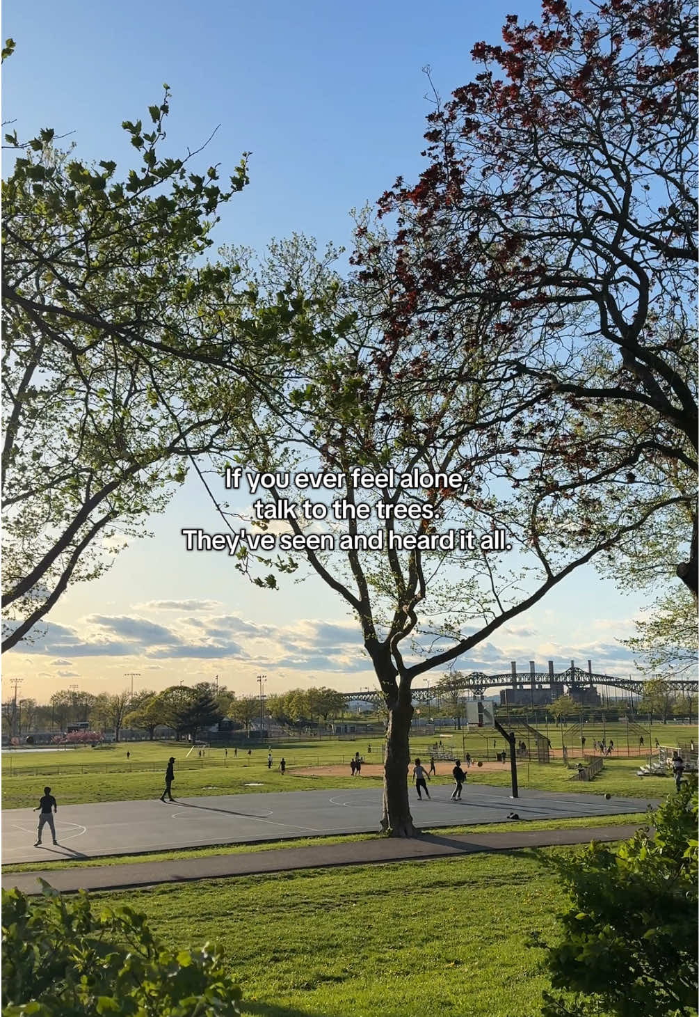 #naturegirl #trees #forest #forestbathing #ancient 