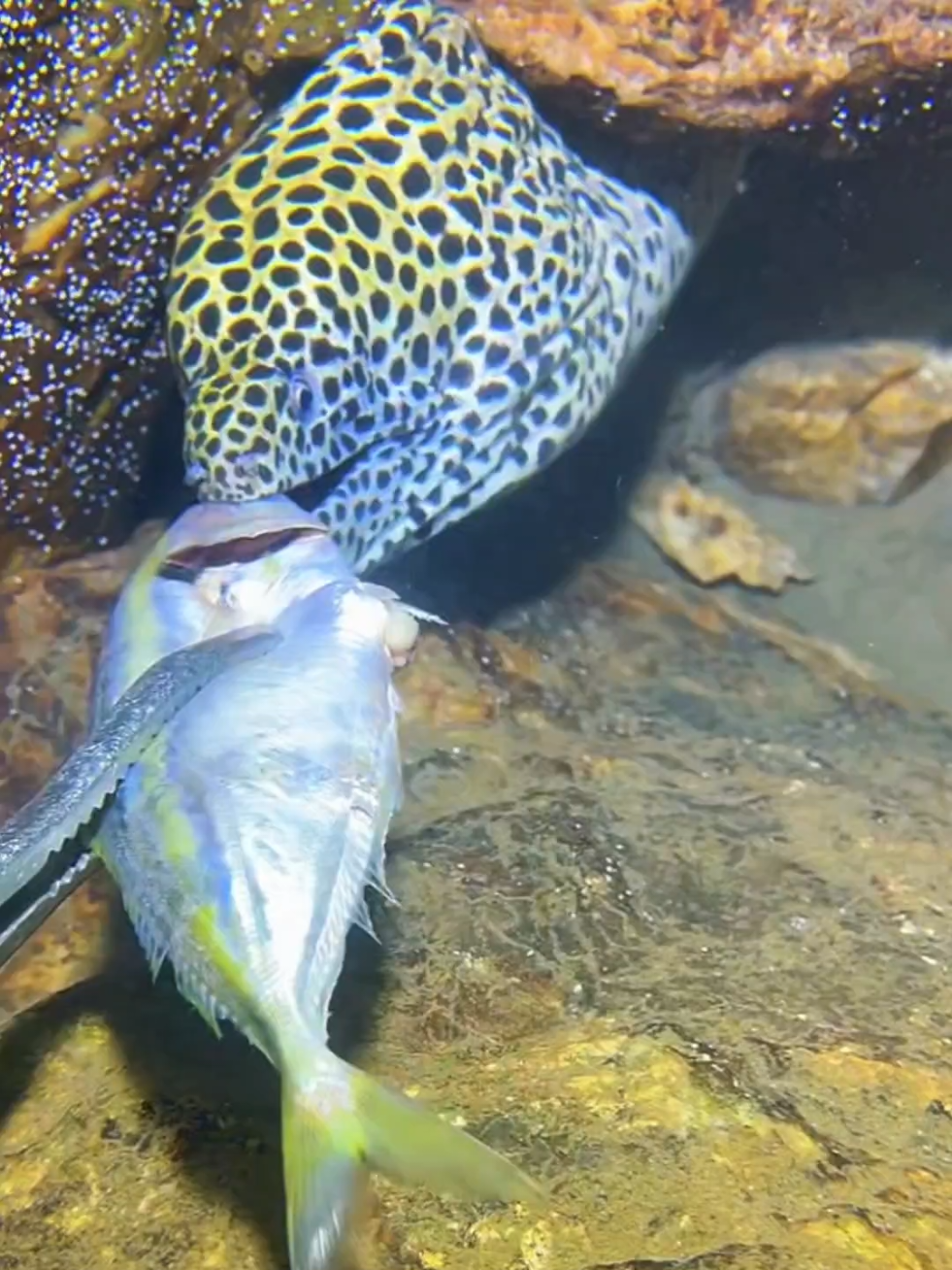 #diving #crab #catchthesea #seaside #seafood #fish #eel #lobster #seangsolofishing