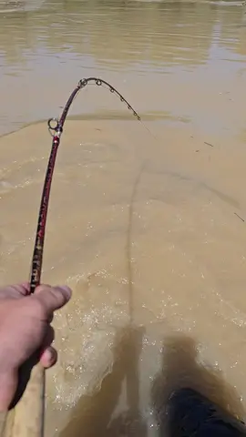 #catfish #siluro #sum #fishing #pesca #wedcarstvo 