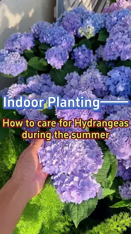 #indoorplants #homegarden #plantcare #gardening #garden #plants #indoorgarden #houseplants #gardening101 #plantcaretips #hydrangeas #gardenproject #gardentok 