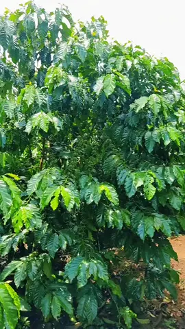 #xuhuong #cooffee #trending #nông dân#cà phê đa thân thả ngọn