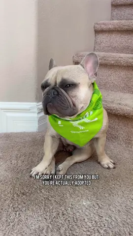 mochi