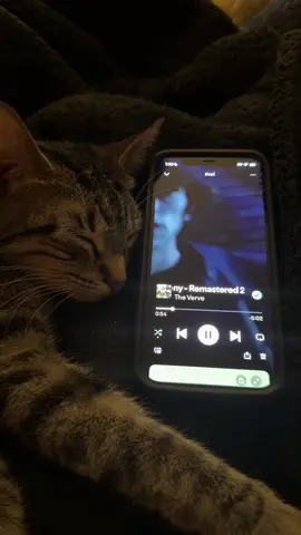 Since its graduation season.. #graduation #graduate2025 #bittersweetsymphony #theverve #thevervebittersweetsymphony #theverveband #sleepycat #tabbycat #fypシ゚viral 