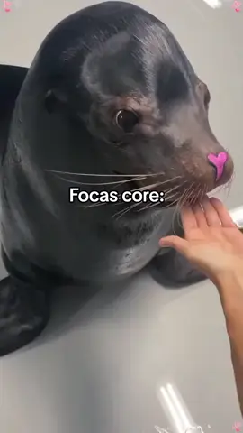 HOLA#XD #focas #paratiiii #core #viral #foquitas #apoyoplis #Focaschiquitas Créditos a @Pet.paradise88 