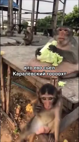 #брадки 