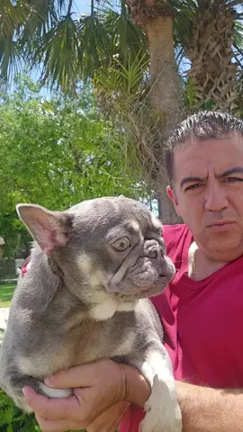 #frenchbulldog #frenchi #frenchie #frenchiesoftiktok #dog #dogtiktok #frenchiforsale #frenchiepuppy #miami #fyp #foryourpage #exoticbulldogs #frenchiesociety #frenchiesofinstagram 