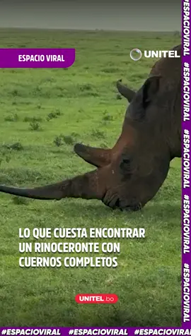 Lo que cuesta encontrar un rinoceronte con cuernos completos #Rinoceronte#Cuernos#CuernosCompletos#MundoAnimal #UnitelDigital #Unitel #VideoViral #Virales #Noticias