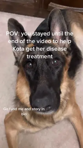 chocolate or vanilla ice cream? #god #godisgood #helpkota #helpmeplease #gofundme #donationsneeded #donationsacceptedandappreciated #germanshepherd #share #germanshepherd #help #helpme #donationsaccepted #save #cUre #fypage #dubaichocolate #chapellroan #sabrinacarpenter #chipotle #mukbangs #tacobell #ladygaga #cochella #oliviarodrigo #raisingcanes #Summer