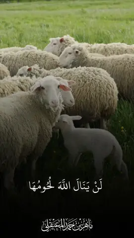 { لَنْ يَنَالَ اللَّهَ لُحُومُهَا وَلَا دِمَاؤُهَا } #ماهرالمعيقلي #سورة_الحج 