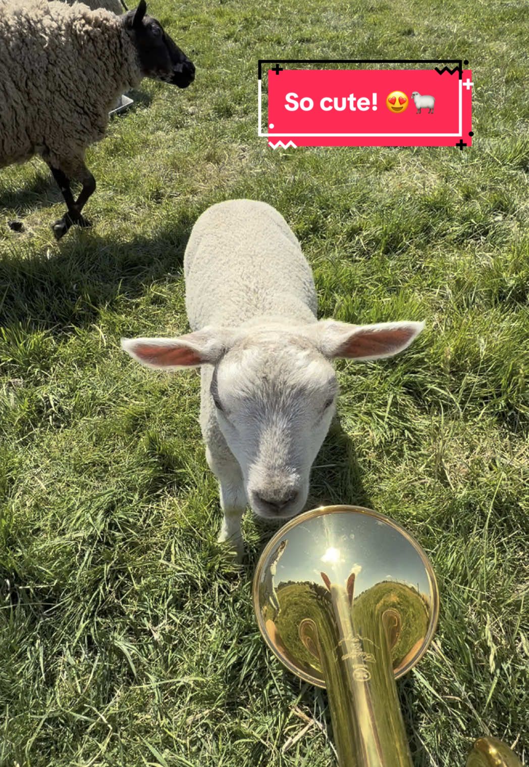 This was so cute!😍🐑 #lamb #sheep #pov #enjoy #animal #miekeheefteenlammetje #trumpet #jeffreyparmentier #trumpet #fyp 