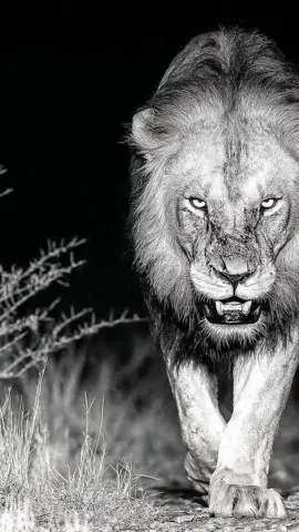 Live Wallpaper Caption: Apex Stalker Beneath the Moon In the dead silence of a moonlit savanna, a battle-scarred lion creeps forward—his massive head lowered, golden eyes burning with malevolent hunger. Every breath clouds the cold air, nostrils flaring as he scents his prey. Saliva stretches from jagged fangs still wet with blood, and obsidian claws tear into the dry earth. Scars tell stories of dominance; his torn ear, fractured whiskers, and matted fur mark him as both survivor and executioner. Behind him, ghostly grasses whisper, and the stars bear witness as nature’s perfect predator prowls in predatory silence. No mercy. No hesitation. Just death. #nightpredator #lioncloseup #hyperrealism #PixVerse #livewallpaper