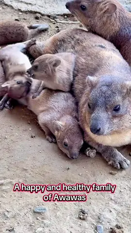 Cuties #awawa #hyraxes #hyrax #screaming #dassie #screaming #capehyrax #awawacore #rockhyrax