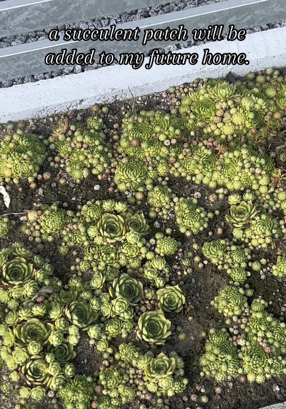 another thing I didn’t know I needed✨🪴 #succulent #plants #garden #homeimprovement #fyp 