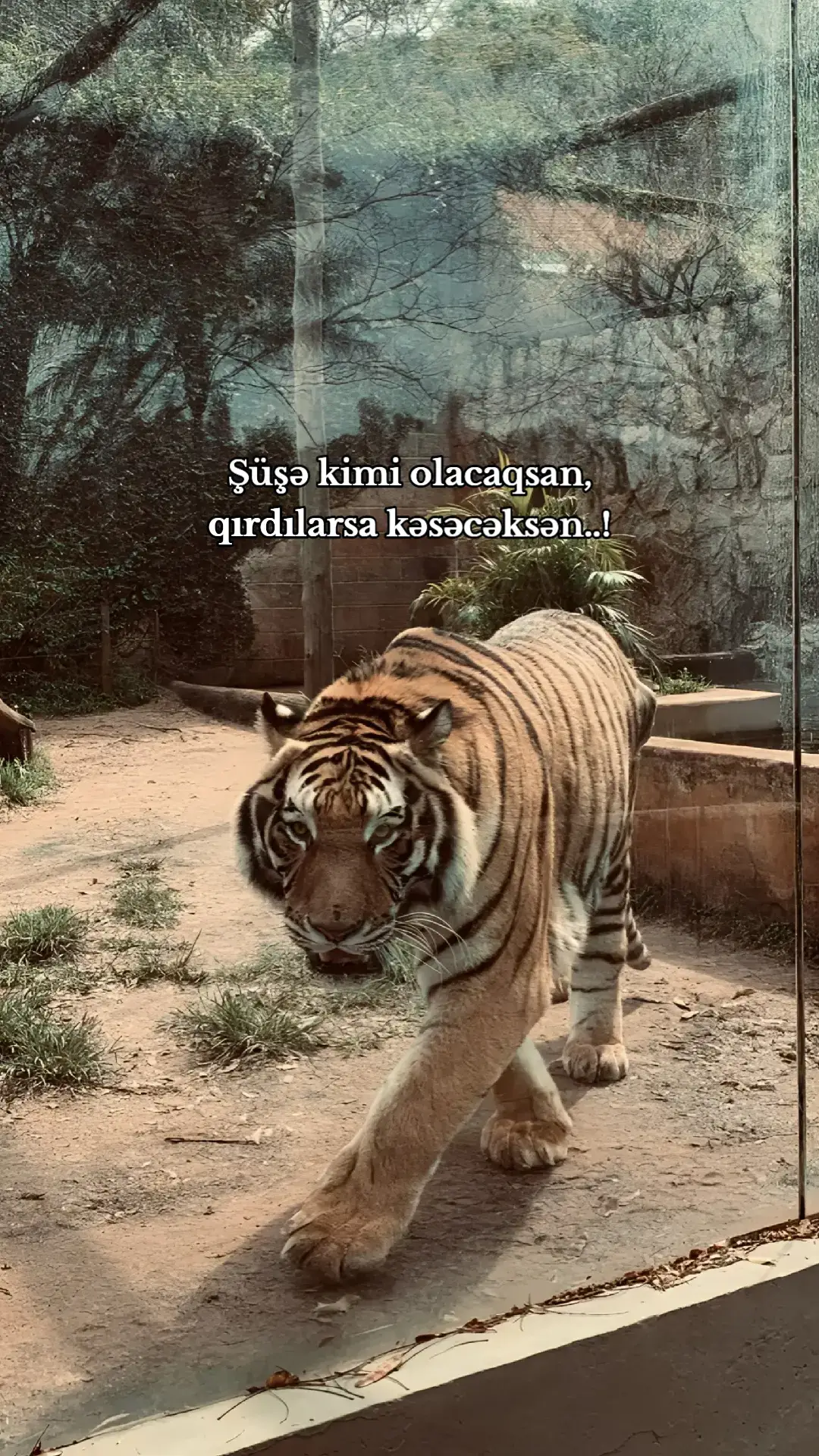 #12ezizov 