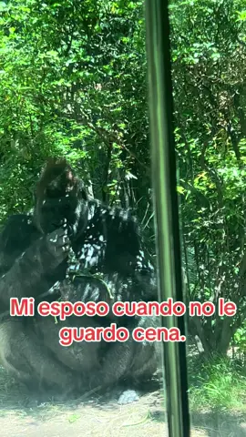 #LIVEhighlights #bronxzoo 