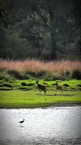 #animals #animalsoftiktok A tiger hunting a deer is a dramatic display of predator-prey interaction in the wild. Here are key points about how a tiger hunts a deer: 1. **Stealth Approach**: The tiger uses its camouflage and stealth to silently stalk the deer, often approaching from downwind and using cover like tall grass or bushes. 2. **Close Proximity**: It gets as close as possible—usually within 20 to 30 meters—before launching an ambush. 3. **Powerful Pounce**: When close enough, the tiger lunges forward with a burst of speed, aiming to knock the deer off balance. 4. **Target Area**: The tiger usually aims for the throat or neck, using its strong jaws to suffocate the prey. 5. **Kill and Drag**: After the kill, the tiger often drags the carcass to a secluded spot before eating.