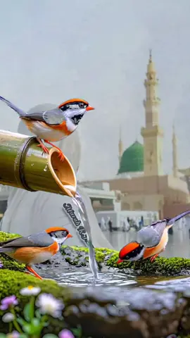 #صلوات_الله_عليك_يا_حبيبي_يا_رسول_الله #صلوا_على_رسول_الله #اللهم_صلي_على_نبينا_محمد 