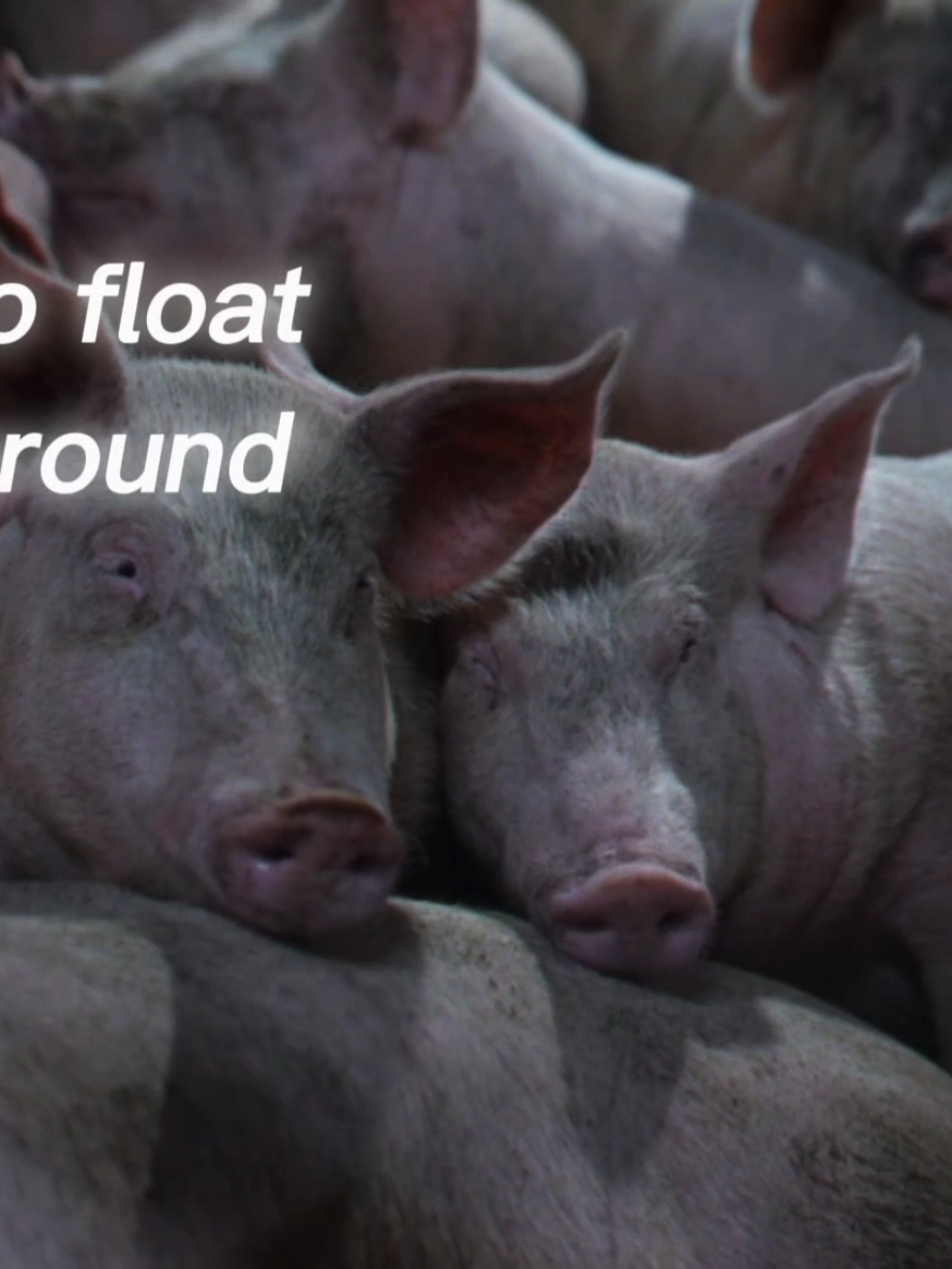 Over 70 billion land animals are killed every year for food. Most spend their entire lives in factory farms, crowded, stressed, and abused. They are denied natural behaviors and often never see sunlight. This is standard, not the exception. Animal suffering is the cost of meat, milk, eggs, leather, fur. 