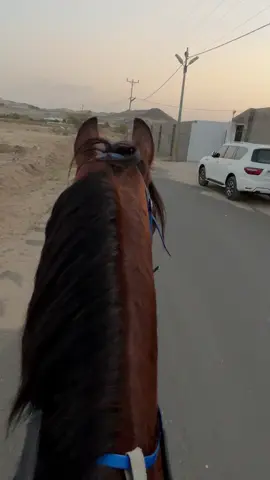 صوت حوافر الخيل و صورت الطبيعه #ماشاءالله #خيل_وخياله🐎 .