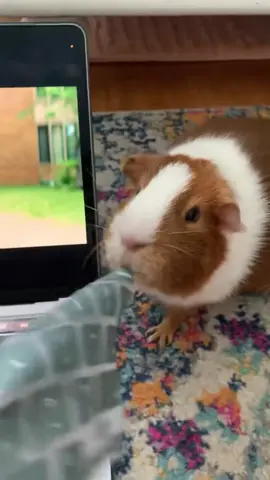 😀 #fyp #foryoupage #guineapig 