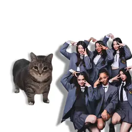 KATSEYE - GNARLY, but it's Oiiai Cat Remix (uiiai) #mashup #remix #cat #katseye #gnarly #uia #oiiaiiooiiai @KATSEYE 