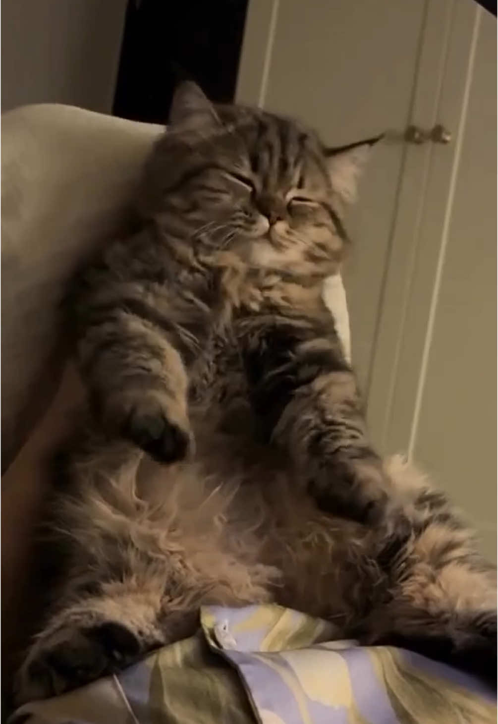 cute cat vibing 🕺 (song: ilyTOMMY - fine shyt) *drops June 6th* #ilytommy #fyppppppppppppppppppppppp #explore #explorepage #viral #catsoftiktok #cat #PetsOfTikTok #petlover #dance #hoodtrap #jerk #funnyvideos #viral #tiktokviral #xyzbca #undergroundmusic #tiktok 