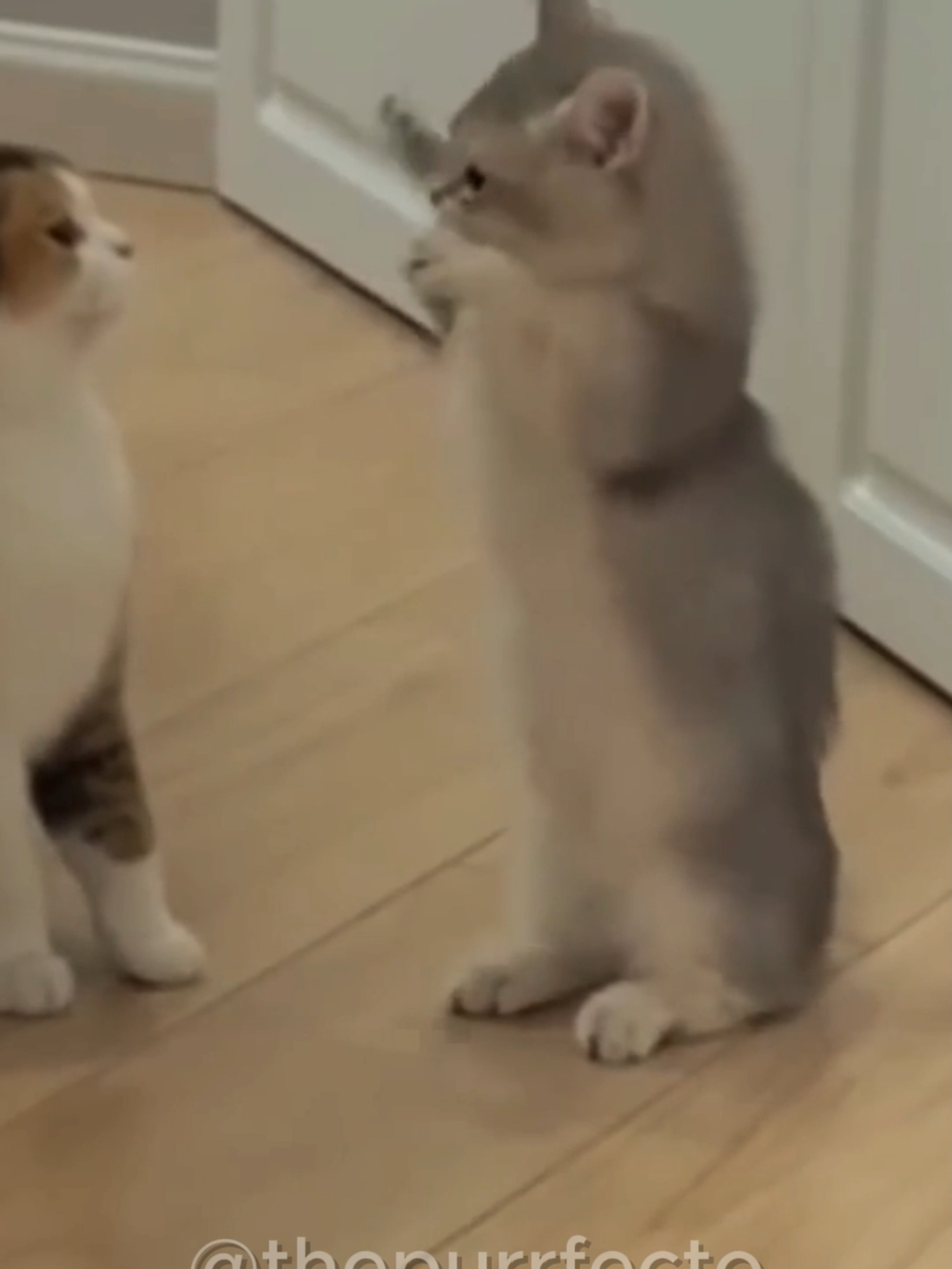 cutie #fyp #pov #funnycats #funnycat #catlover #catlovers #compilation #catscompilation #catsmoment #catsoftiktok #cutecatcats #catstiktok #catcore #bestcats