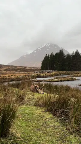 Deer of Glencoe 😍🏴󠁧󠁢󠁳󠁣󠁴󠁿 #Scotland #scottishtiktok #visitscotland #scottishscenery #scottish 