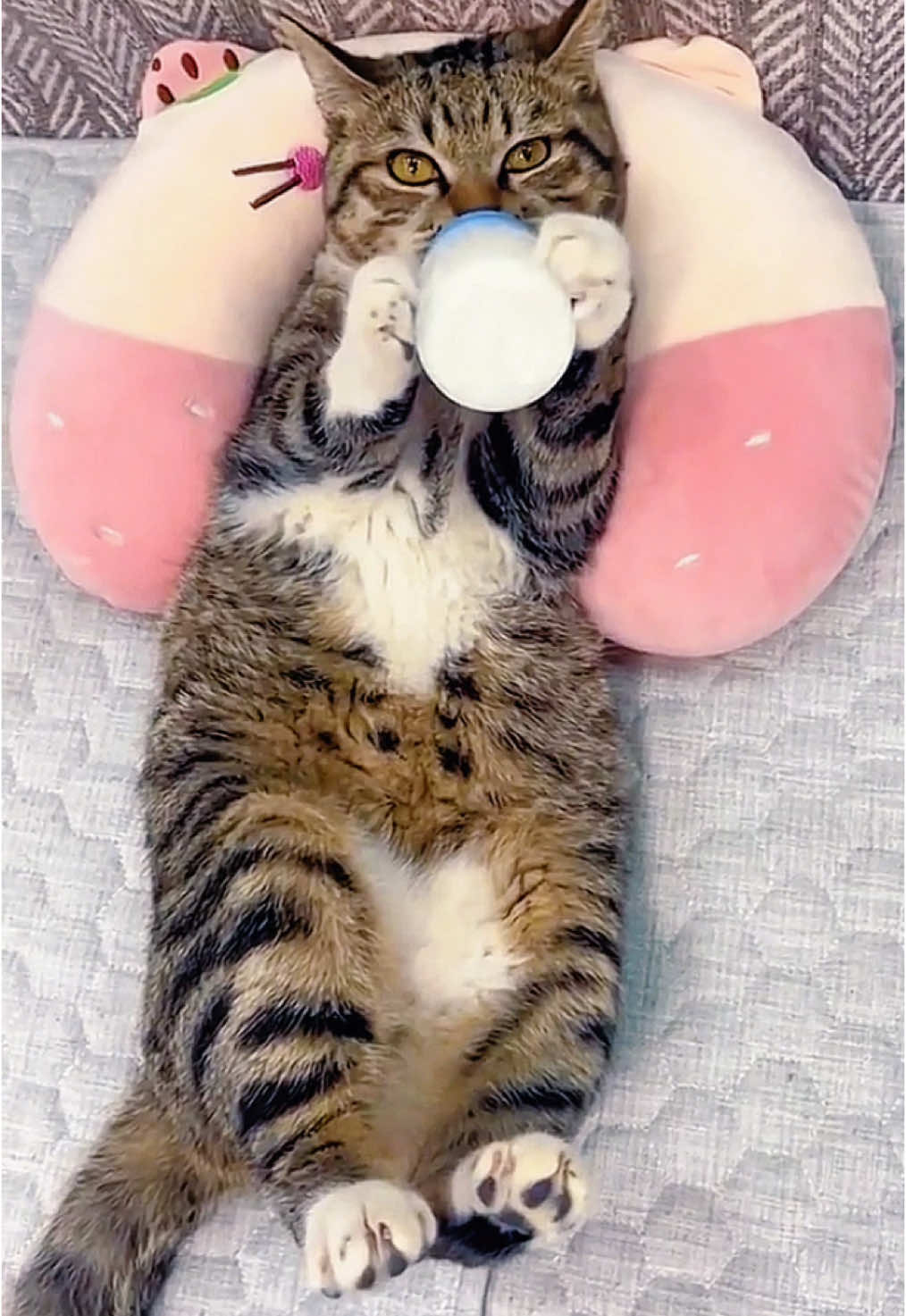 Big baby…#pets #cat #catsoftiktok #funny #cuteanimals #forupage 