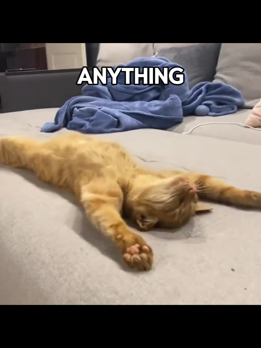 I DONT FEEL LIKE DOIN ANYTHING ‼️ #catcore #cats #lyrics #fyp 