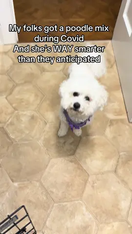 Buffy Thunderpaw--teacup poodle bichon frise and frog mix! 