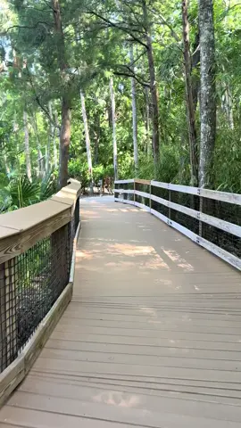 Such a beautiful view. This song is so amazing ❤️ #walking #boardwalk #peaceful #beauty