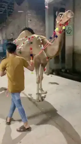 MashAllah ❤️ Beautiful Camel 🐫 Qurbani 2k25 😍