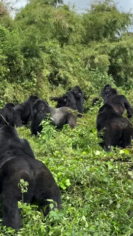 Deep in the jungles of Uganda with the mountain Gorillas For booking or inquiries  Email: info@kisembosimbauganda.com What’s app: +256773286136 www.kisembosimbauganda.com #askmeaboutuganda #visituganda #creatingmemories #travelphotography #bwindiimpenetrableforest #gorilla #dianafossey. #mountaingorillas #congolesetiktok #brazzaville