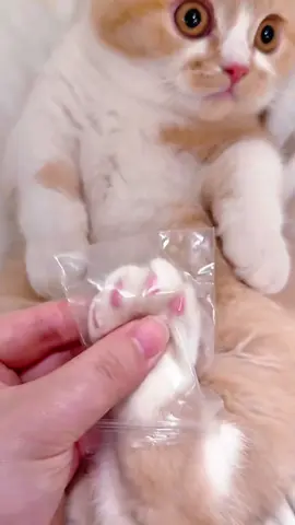 New toy…#pets #cats #catsoftiktok #funny #cute #foryou 