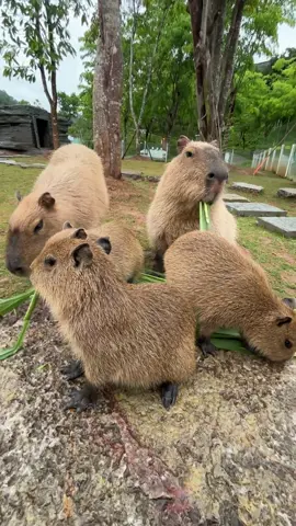#capybara #loveyou #peace #cute 