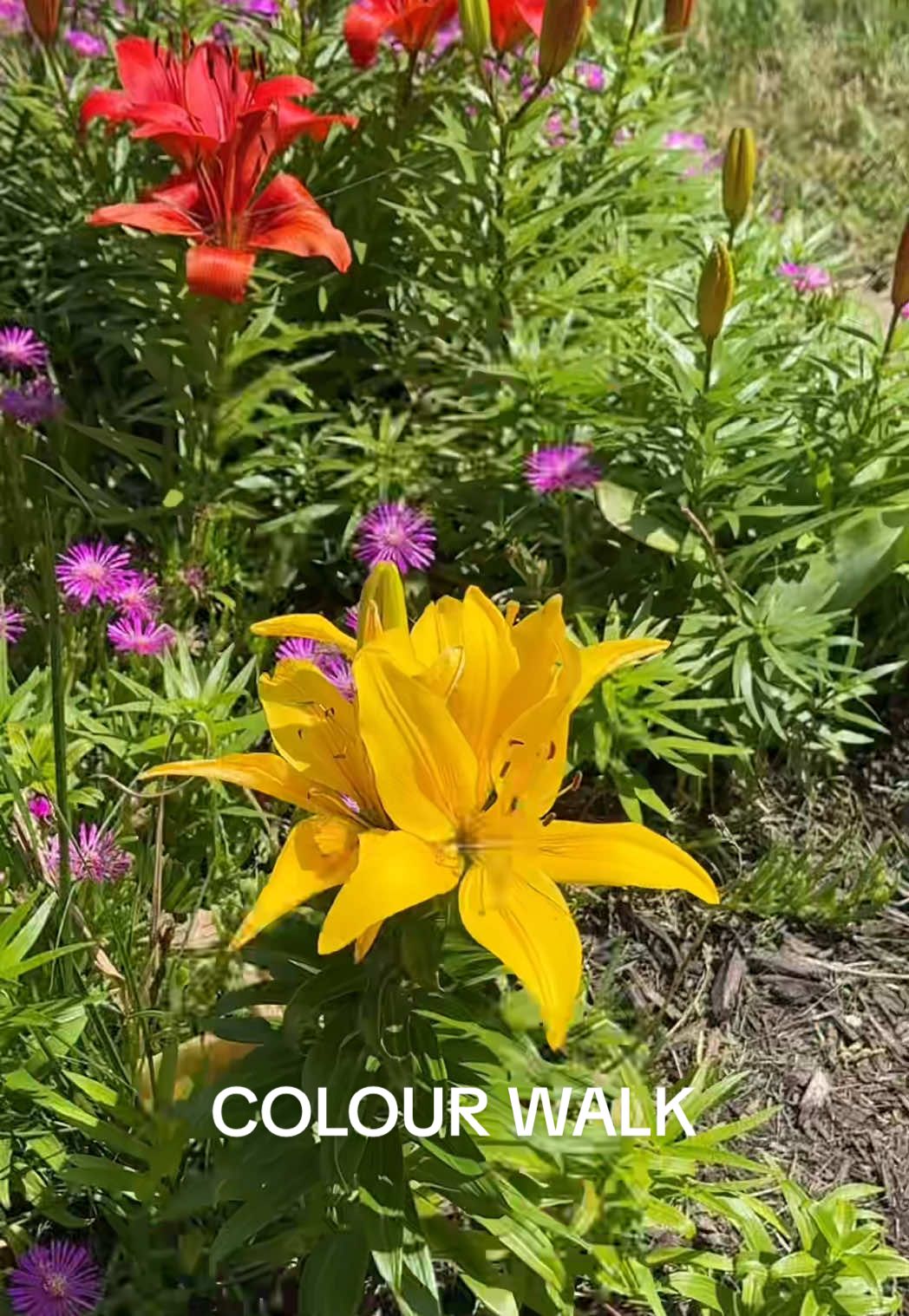 what colour should I do next? 💛 #colourwalk 