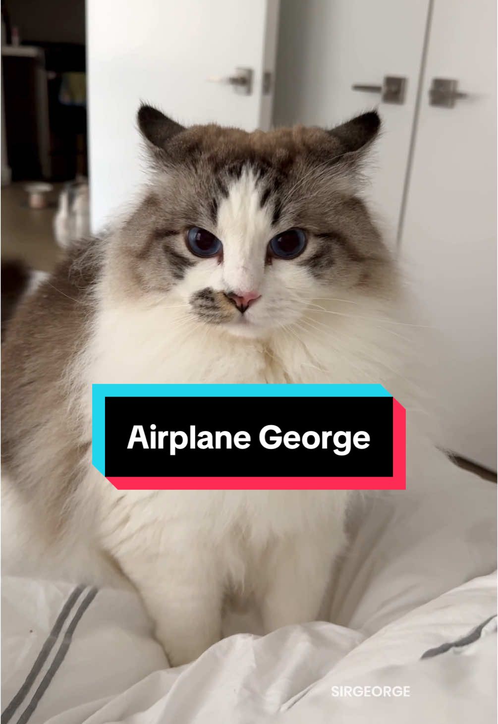 Looks like I might have turned Sir George into a grumpy cat #ragdoll #catsoftiktok #catlife #airplaneears #angrycat #grumpycat #sirgeorge 