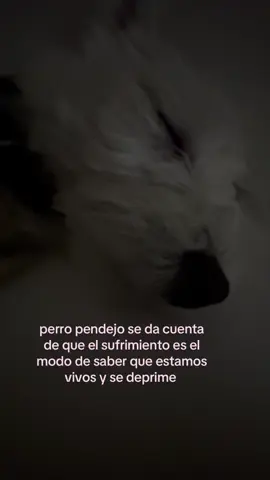 #perros #paratiiiiiiiiiiiiiiiiiiiiiiiiiiiiiii #fyp #existentialism #filosofia 