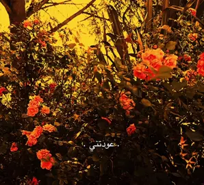 عودتني🥀. . . #باسم_الكربلائي #ورد 