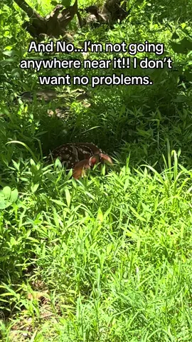 #bambi #deer #fawn #yard #grass #Summer 