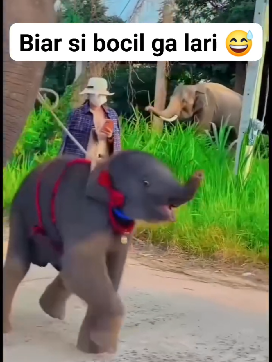 Gajah viral lucu  #gajah #gajahviral #lucu #lucu_ngakak #indukgajah #anakgajah🐘 #fyp #viral #story #fypシ゚viral🖤tiktok 