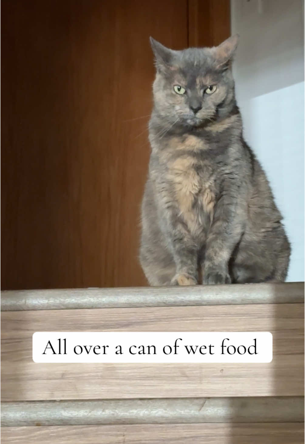 My cats villain arc has begun 🦹🏻‍♀️ #catsoftiktok #catslovers #catstagram #cat #voiceover #cattok #catsdoingthings #evilcat #fatcat #chunkycat 