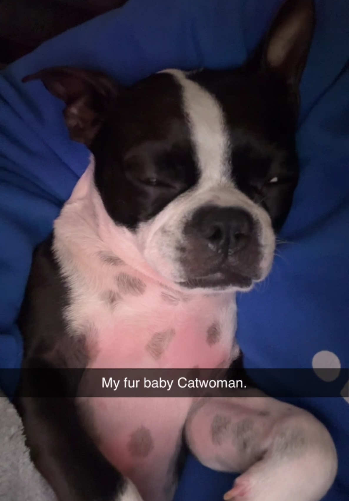 It’s storming outside, but my little Boston terrier Catwoman is sound asleep in my arms like thunder doesn’t even exist. Moments like this remind me that sometimes all you need to feel safe is someone who loves you. Stay cozy, my friends.