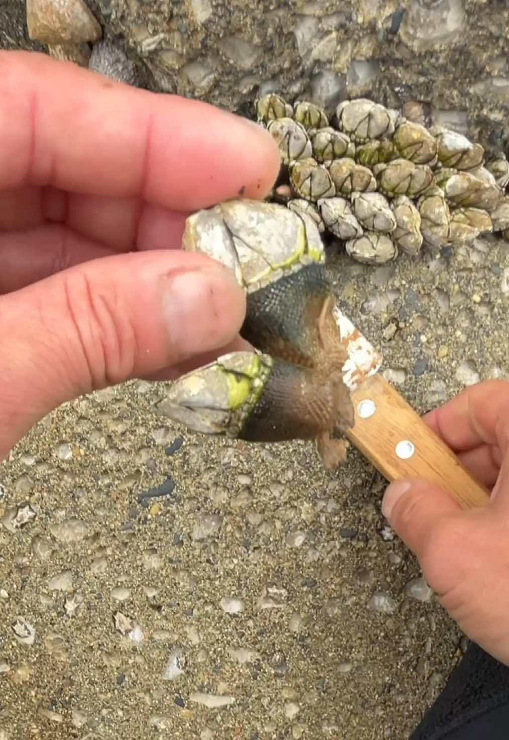 岩の穴から魚釣り凄く美味しい魚が釣れます Fishing from the hole in the rocks, you can catch some delicious fish. Pescando desde los agujeros en las rocas, podrás capturar algunos peces deliciosos. Memancing dari lubang di bebatuan, Anda dapat menangkap beberapa ikan yang lezat. Pescando no buraco nas rochas, você pode pegar alguns peixes deliciosos. การตกปลาจากรูในก้อนหิน คุณสามารถจับปลาแสนอร่อยได้