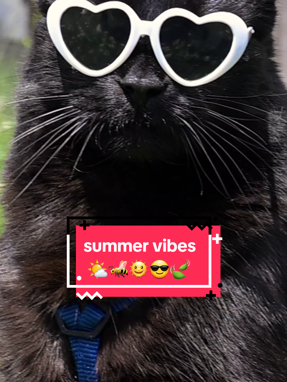 summer vibes 🌤🐝🌞😎🍃