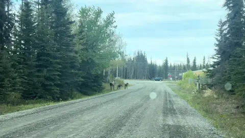 #alaska_latina #alaskalife #goodvibes #moose 