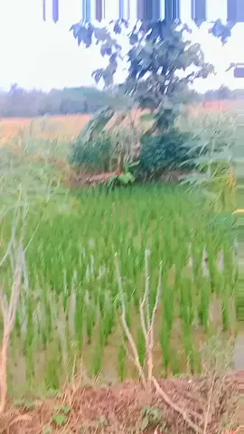 zam azam#tegal24jam🏴‍☠️🌻 #fypwooo 