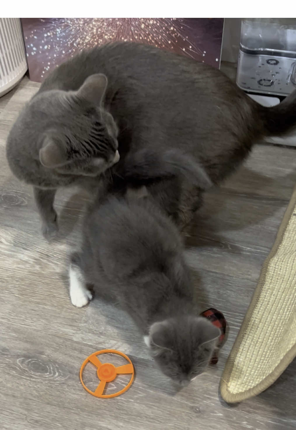 Well that just happened. #kittens #jailbreak 